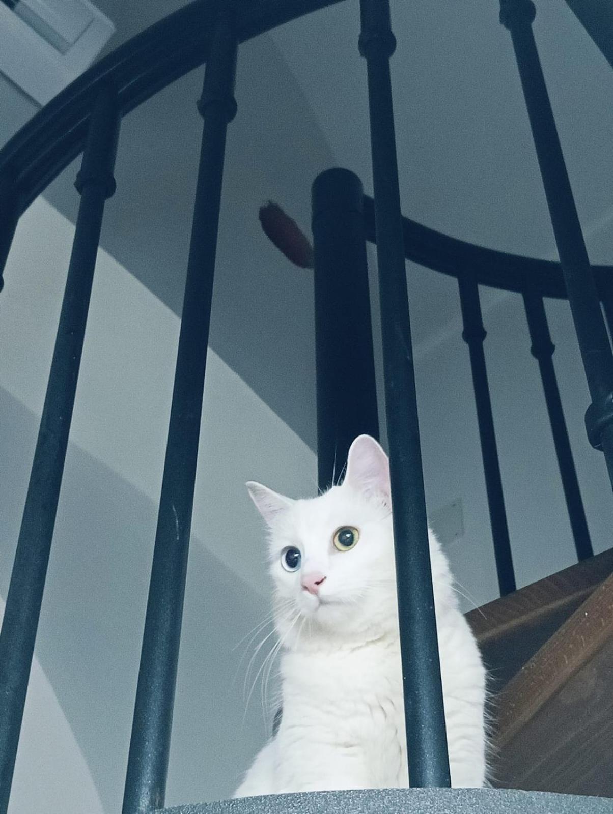 那不勒斯The White Cat别墅 外观 照片